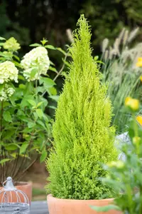 Cupressus m. 'Goldcrest' - 175-200 CM C20 - image 4