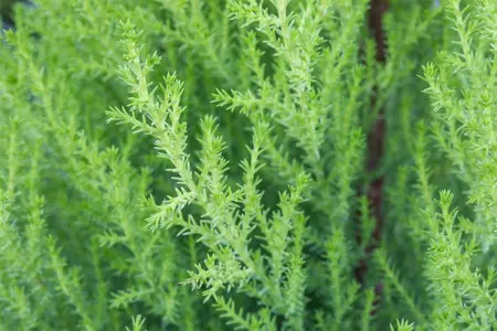 Cupressus m. 'Goldcrest' - P9 - image 4