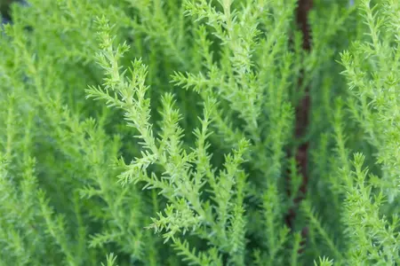 Cupressus m. 'Goldcrest' - 175-200 CM C20 - image 1