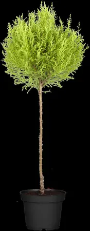 Cupressus m. 'Goldcrest' - P9 - image 3