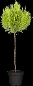 Cupressus m. 'Goldcrest' - P9 - image 3