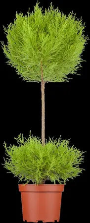 Cupressus m. 'Goldcrest' - P9 - image 2