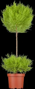 Cupressus m. 'Goldcrest' - P9 - image 2