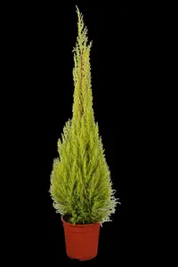 Cupressus m. (Goldcrest) 'Wilma' - 30-40 CM C4 - image 5