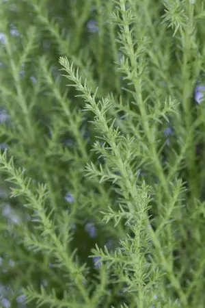 Cupressus m. (Goldcrest) 'Wilma' - 30-40 CM C4 - image 3