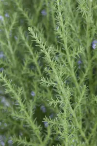 Cupressus m. (Goldcrest) 'Wilma' - 30-40 CM C4 - image 3