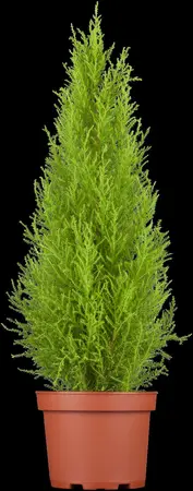 Cupressus m. (Goldcrest) 'Wilma' - 30-40 CM C4 - image 2