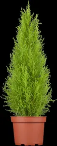 Cupressus m. (Goldcrest) 'Wilma' - 30-40 CM C4 - image 2