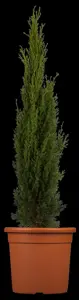 CUPRESSUS sem TOTEM
