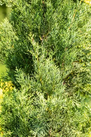 Cupressus semp. 'Pyramidalis' - 175-200 CM C30 - image 5