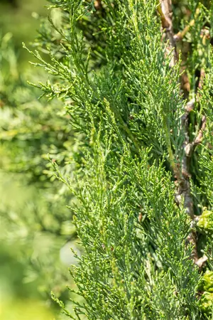 Cupressus semp. 'Pyramidalis' - P9 - image 3