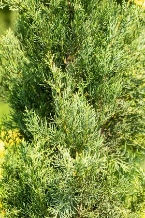 Cupressus semp. 'Pyramidalis' - 100-125 CM C10 - image 3