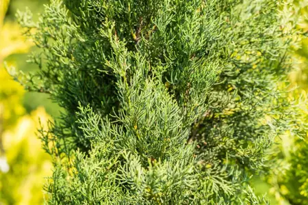 Cupressus semp. 'Pyramidalis' - 175-200 CM C30 - image 4