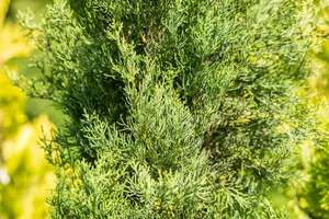 Cupressus semp. 'Pyramidalis' - P9 - image 4