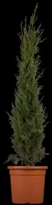Cupressus semp. 'Pyramidalis' - 175-200 CM C30 - image 1