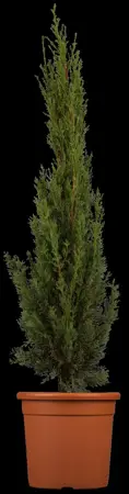 Cupressus semp. 'Pyramidalis' - 175-200 CM C30 - image 2