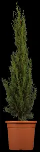 Cupressus semp. 'Pyramidalis' - 175-200 CM C30 - image 2