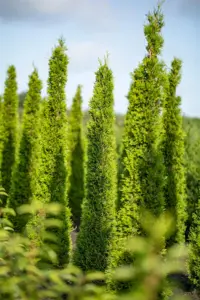 Cupressus semp. 'Stricta'