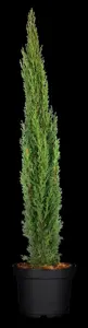 Cupressus semp. 'Totem' - P9 - image 2