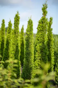 Cupressus sempervirens - 200-250 CM C35 - image 2