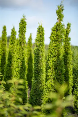 Cupressus sempervirens - 200-250 CM FTH WHIP C35