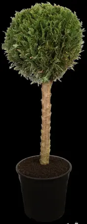 Cupressus sempervirens - 150-175 CM C15 - image 1