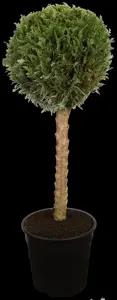 Cupressus sempervirens - 175-200 CM C30 - image 1