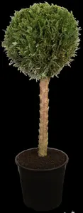 Cupressus sempervirens