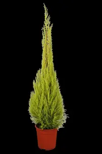 CUPRESSUS WILMA