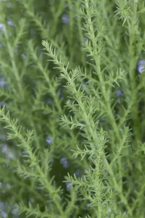 CUPRESSUS WILMA 5L 80CM - image 3