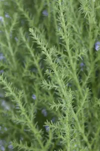 CUPRESSUS WILMA 5L 80CM - image 3