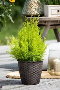 CUPRESSUS WILMA 5L 80CM - image 4