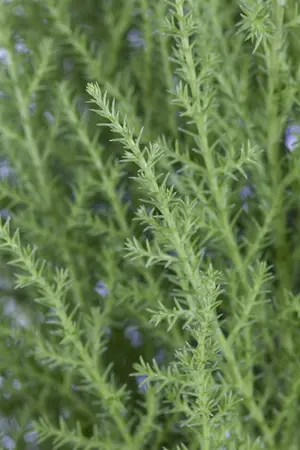 CUPRESSUS WILMA  14cm - image 1