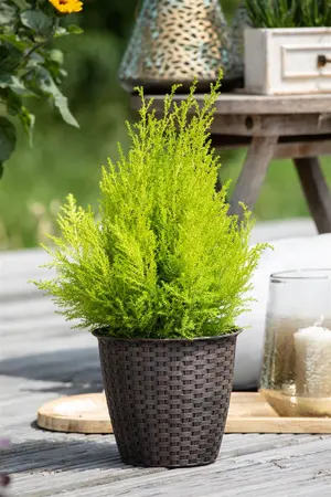 CUPRESSUS WILMA  14cm - image 2