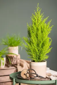 CUPRESSUS WILMA  14cm - image 3