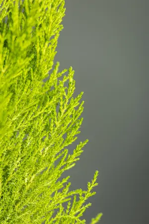 CUPRESSUS WILMA  14cm - image 4