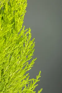 CUPRESSUS WILMA  14cm - image 4