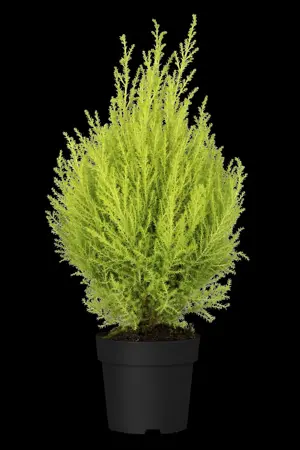 CUPRESSUS WILMA 5L 80CM - image 5