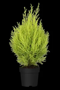 CUPRESSUS WILMA 5L 80CM - image 5