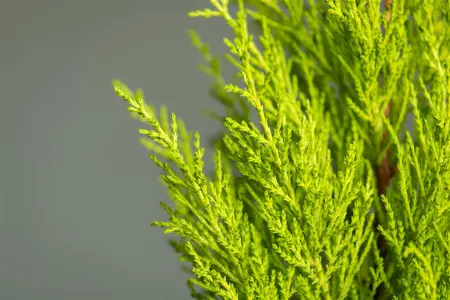 CUPRESSUS WILMA  14cm - image 5