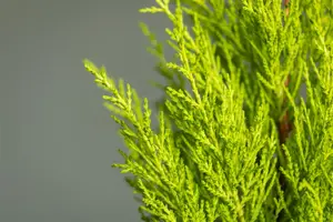 CUPRESSUS WILMA  14cm - image 5