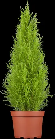 CUPRESSUS WILMA 5L 80CM - image 2