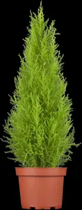 CUPRESSUS WILMA 5L 80CM - image 2