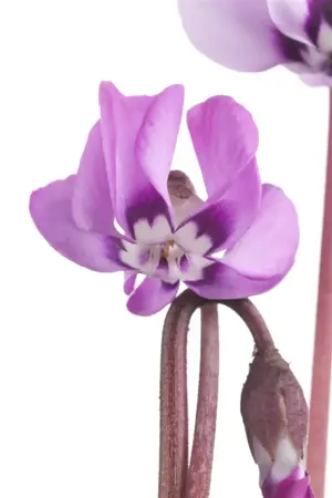 Cyclamen coum - P9
