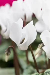Cyclamen coum 'Album'