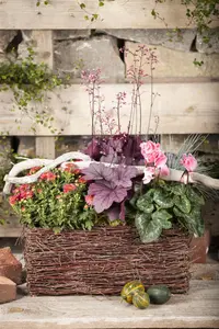 Cyclamen hederifolium