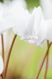 Cyclamen hederifolium - P9 - image 3