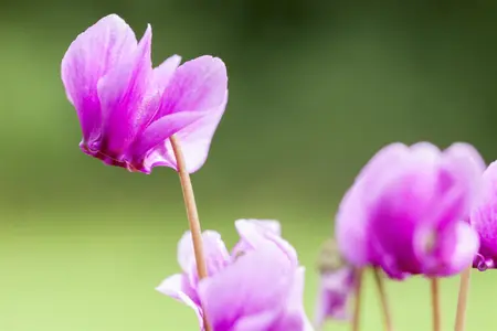Cyclamen hederifolium - P9 - image 4