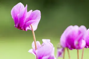 Cyclamen hederifolium - P9 - image 4