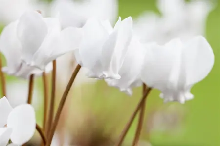 Cyclamen hederifolium - flower bulb 14/16 - image 2